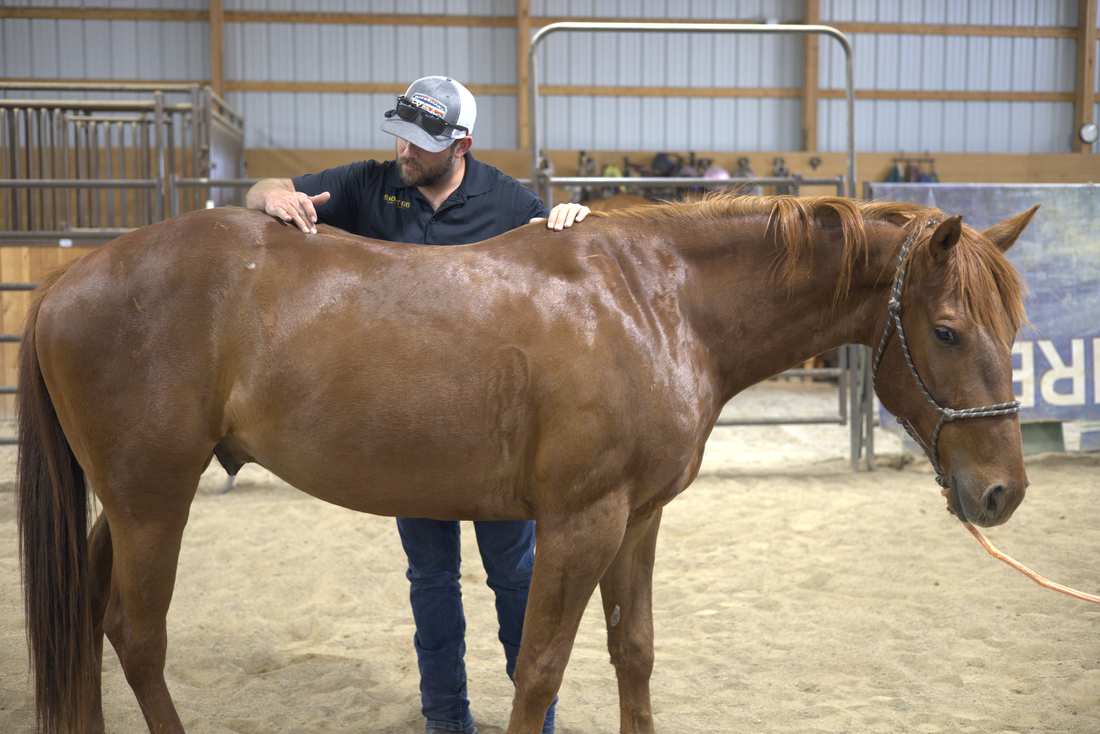 Dr. Andrew Leo palpating a horse's spine during an examination