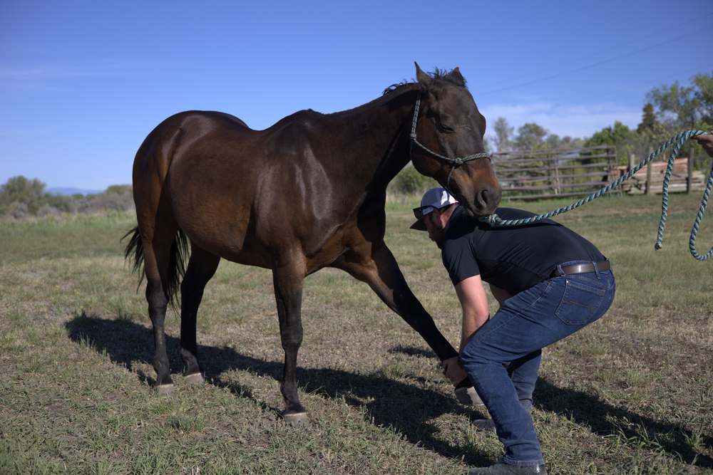 Dr. Andrew Leo performing a hind hoof and leg check in an outdoor pasture
