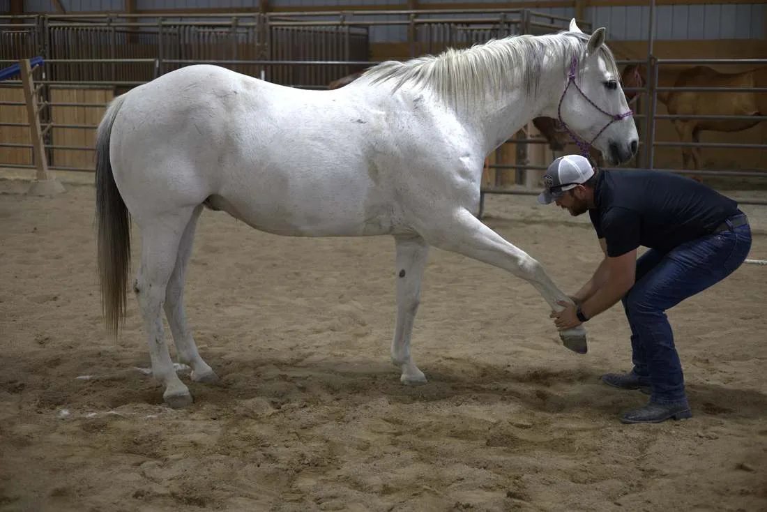 Dr. Andrew Leo assessing the leg movement of a grey horse