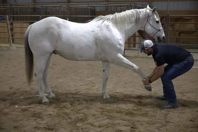 Dr. Andrew Leo assessing the leg movement of a grey horse