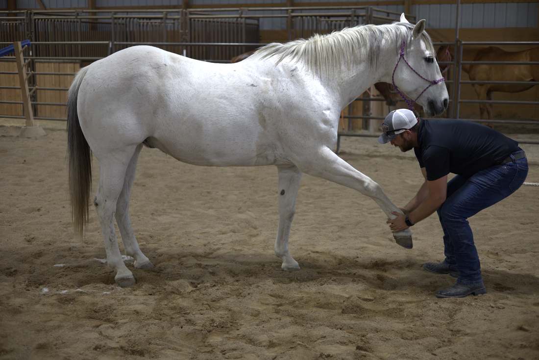 Dr. Andrew Leo performing a front-leg range-of-motion assessment on a grey horse