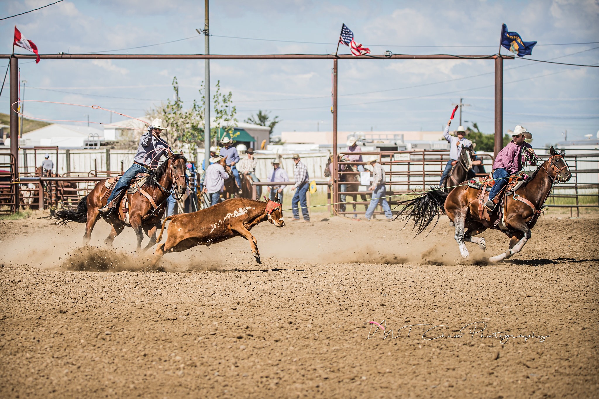 Rodeo horse action shot — Short Go Equine Chiropractic